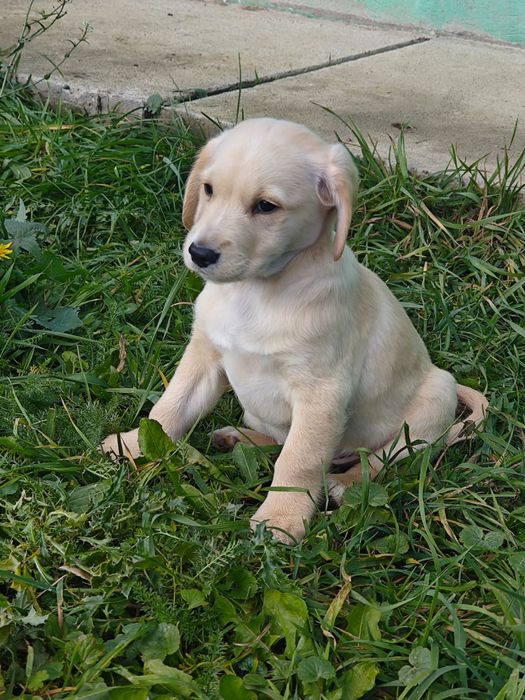 щенята Кокер Спаніеля