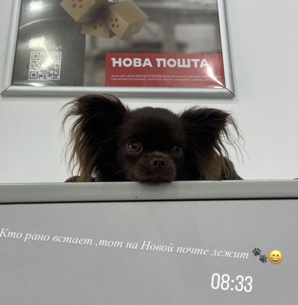 Чіхуахуа для вʼязки
