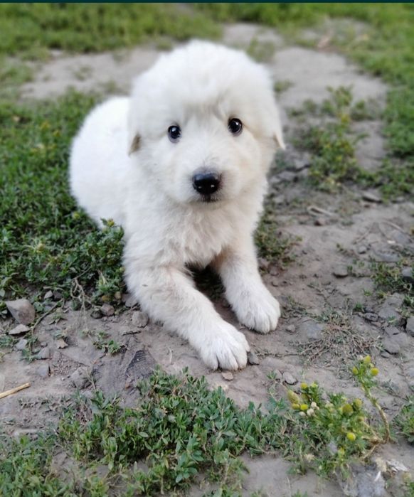 Мареммо-абруцька вівчарка кобель