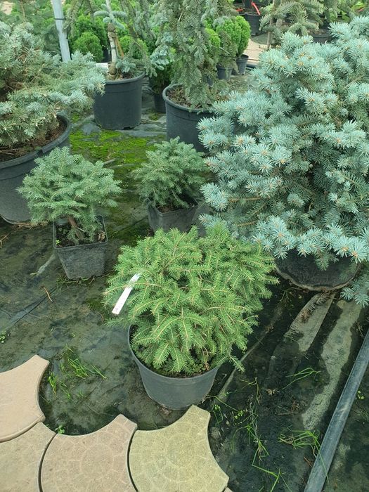 Ель Нидиформис подушка