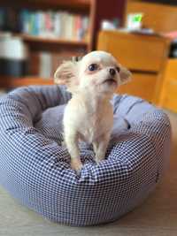 Chihuahua macho, linhagem russa, de pelo comprido, com LOP, miniatura