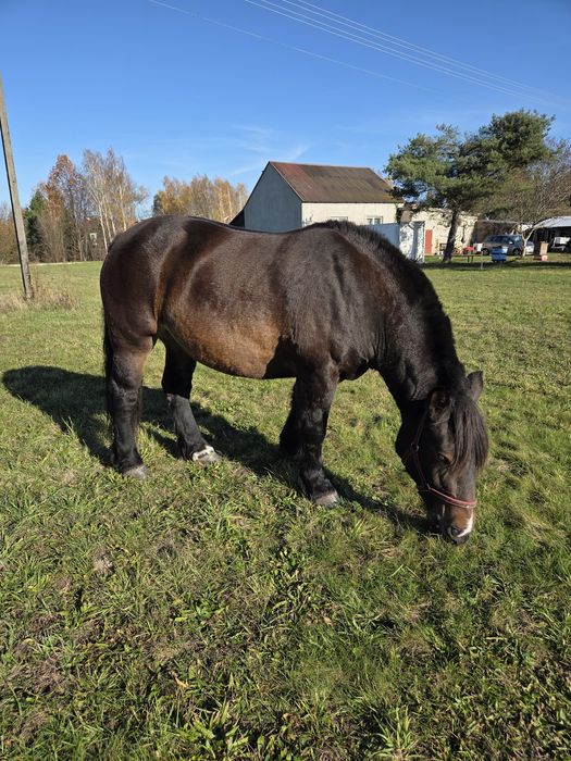Sprzedam Klacz Zimnokrwistą