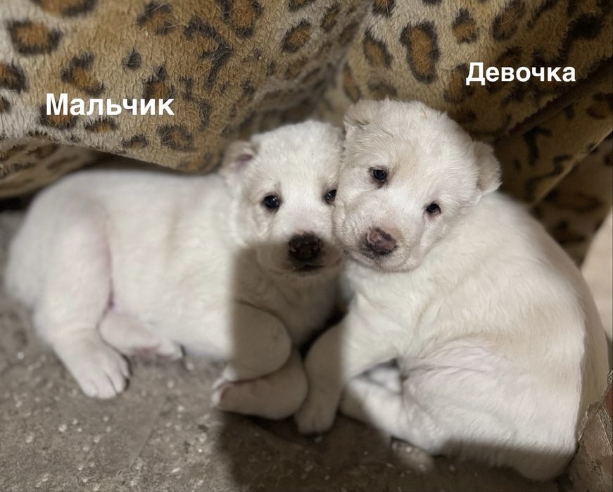 Продам щенков Алабая
