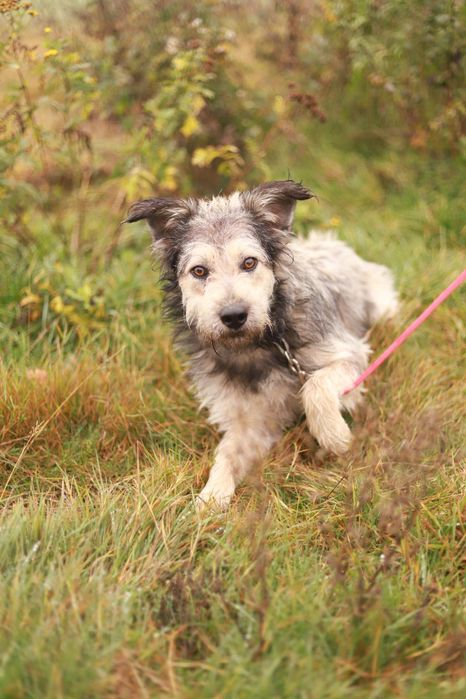Wesoły i towarzyski pies szuka nowego domku