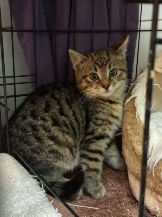 Mały Kocurek szuka domu niewychodzącego