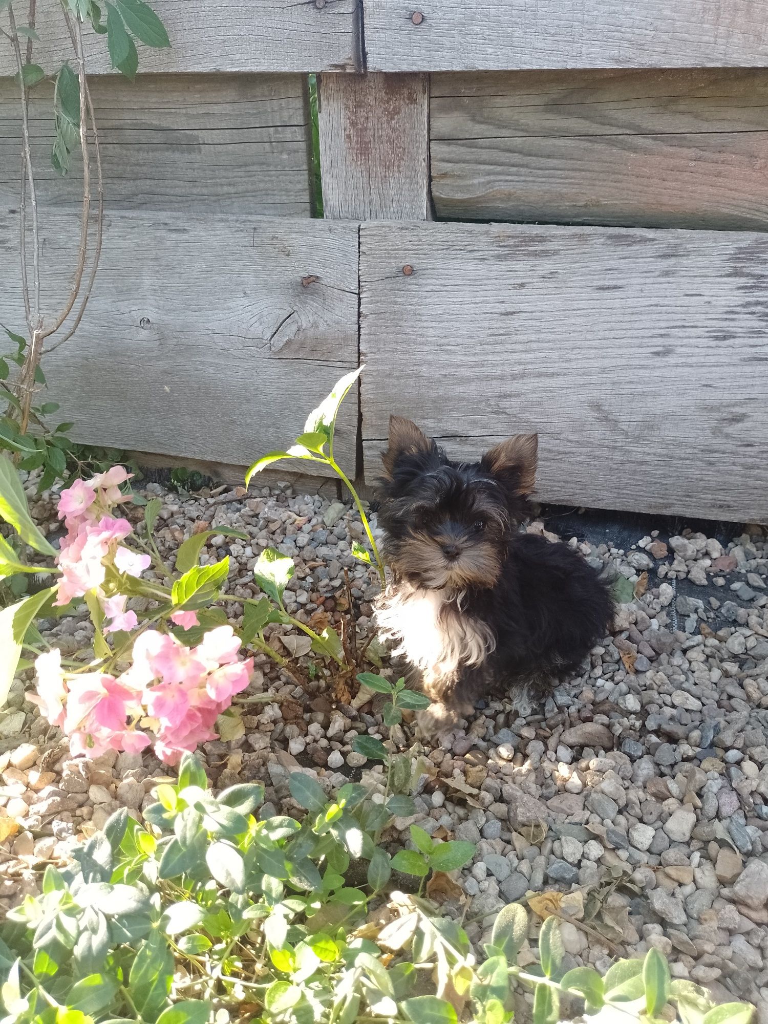 Piękna suknia Yorkshire Terrier