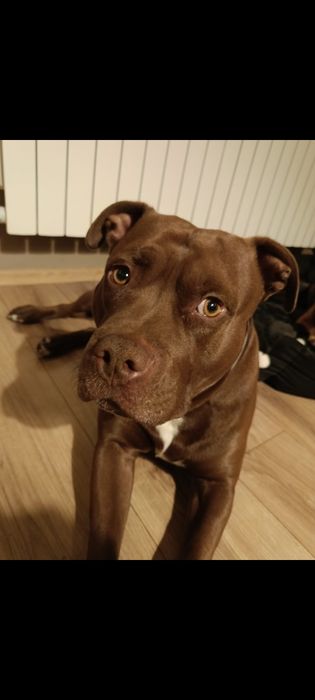 Pies w typie pitbulla