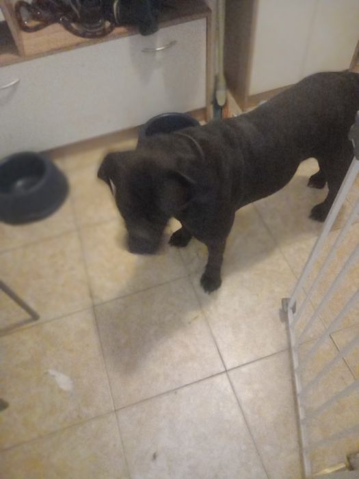 Oddam za darmo sukie ma niecałe 2 lata