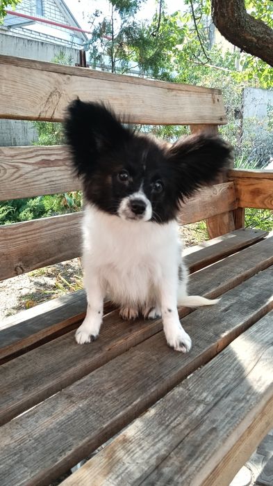 Очень красивая девочка папильон.