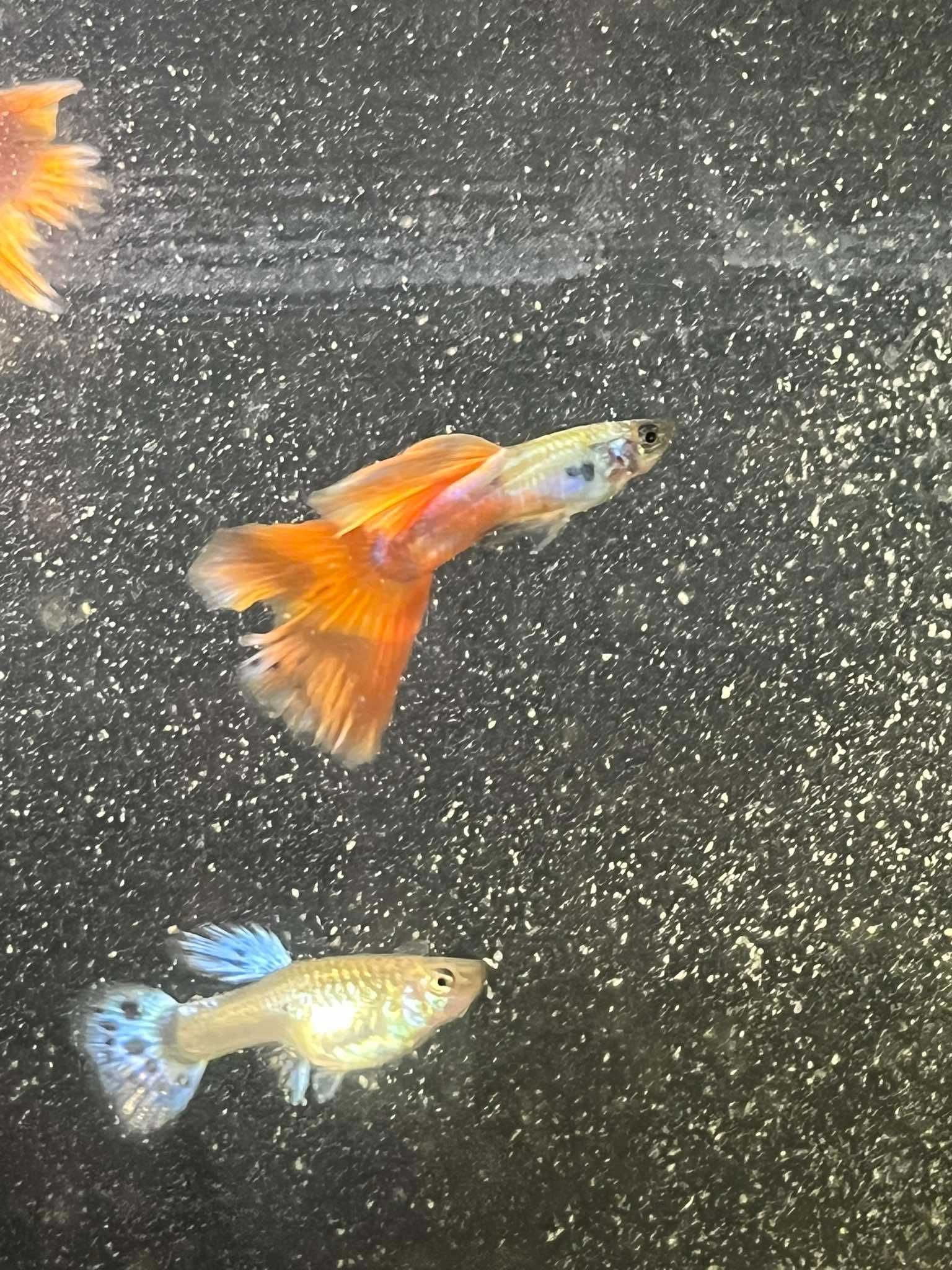 Poecilia reticulata - gupik  "strawberry"