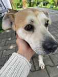 Chudy poleca się do adopcji