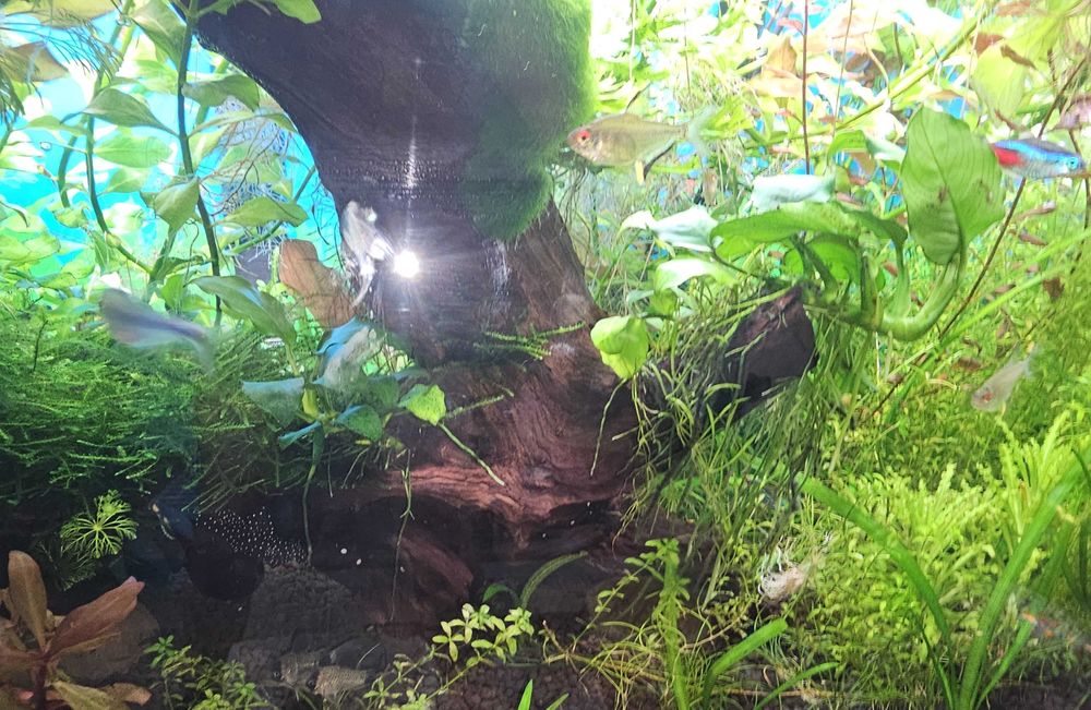 AKWARIUM 63l Optiwhite z życiem