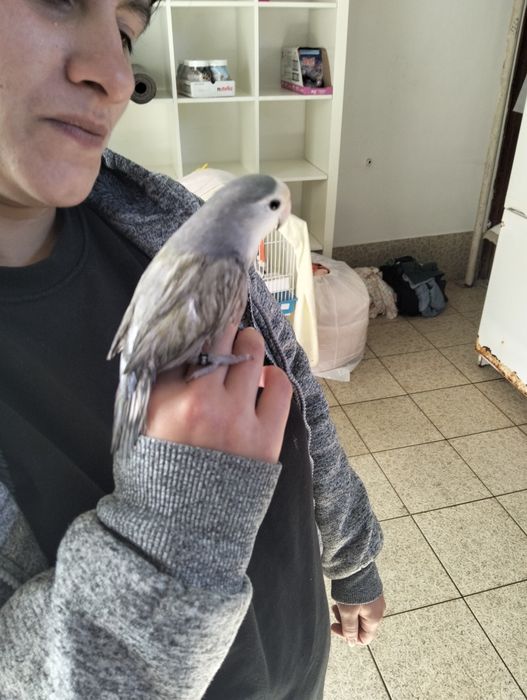 Agapórnis domesticados