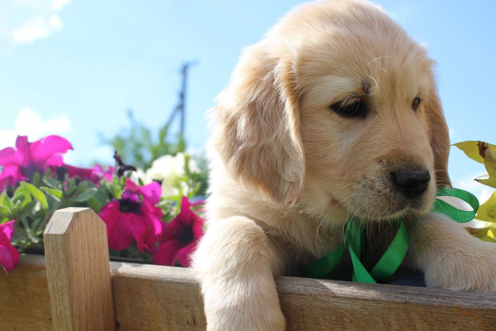 Golden Retriever *ZKwP FCI* gotowy do obioru piesek