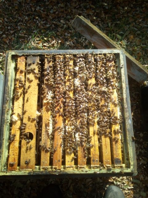 Odkłady pszczele .Rodziny pszczele, Pszczoły,5 ram wielkopolskich