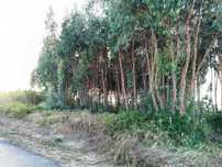 Terreno agrícola e eucaliptal