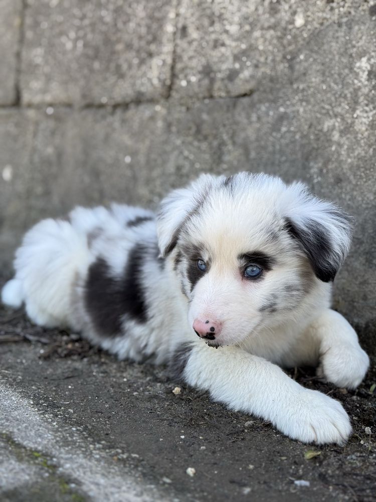 Border Collie azul merle