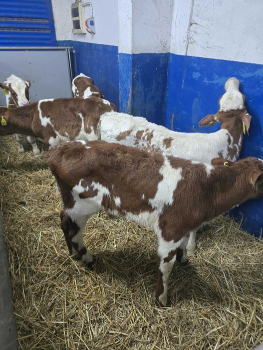 Cielęta, cielaki, byczki oraz jałówki mięsne, MM,MS,HF transport