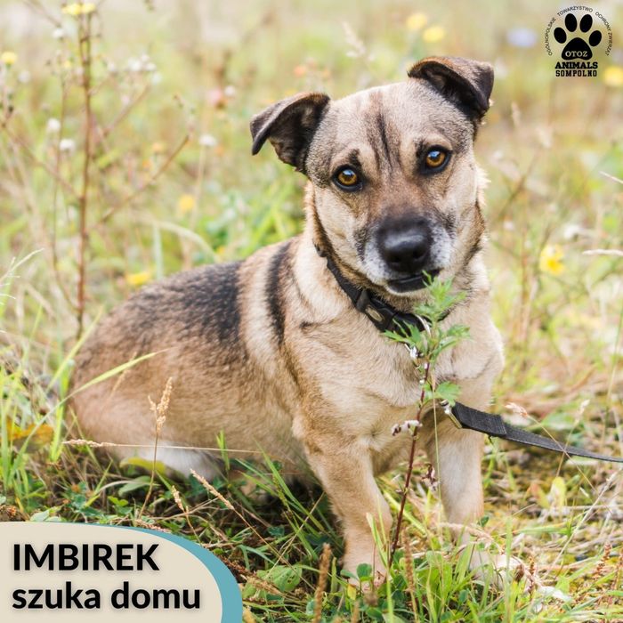 3 letni Imbirek do adopcji!