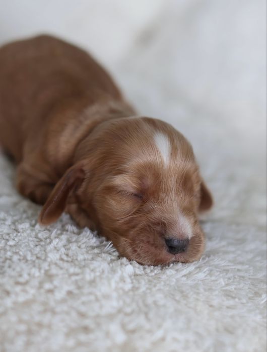 Cocker Spaniel Angielski suczki