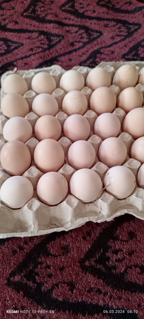 Яйця інкубаційні Лівенські ситцеві