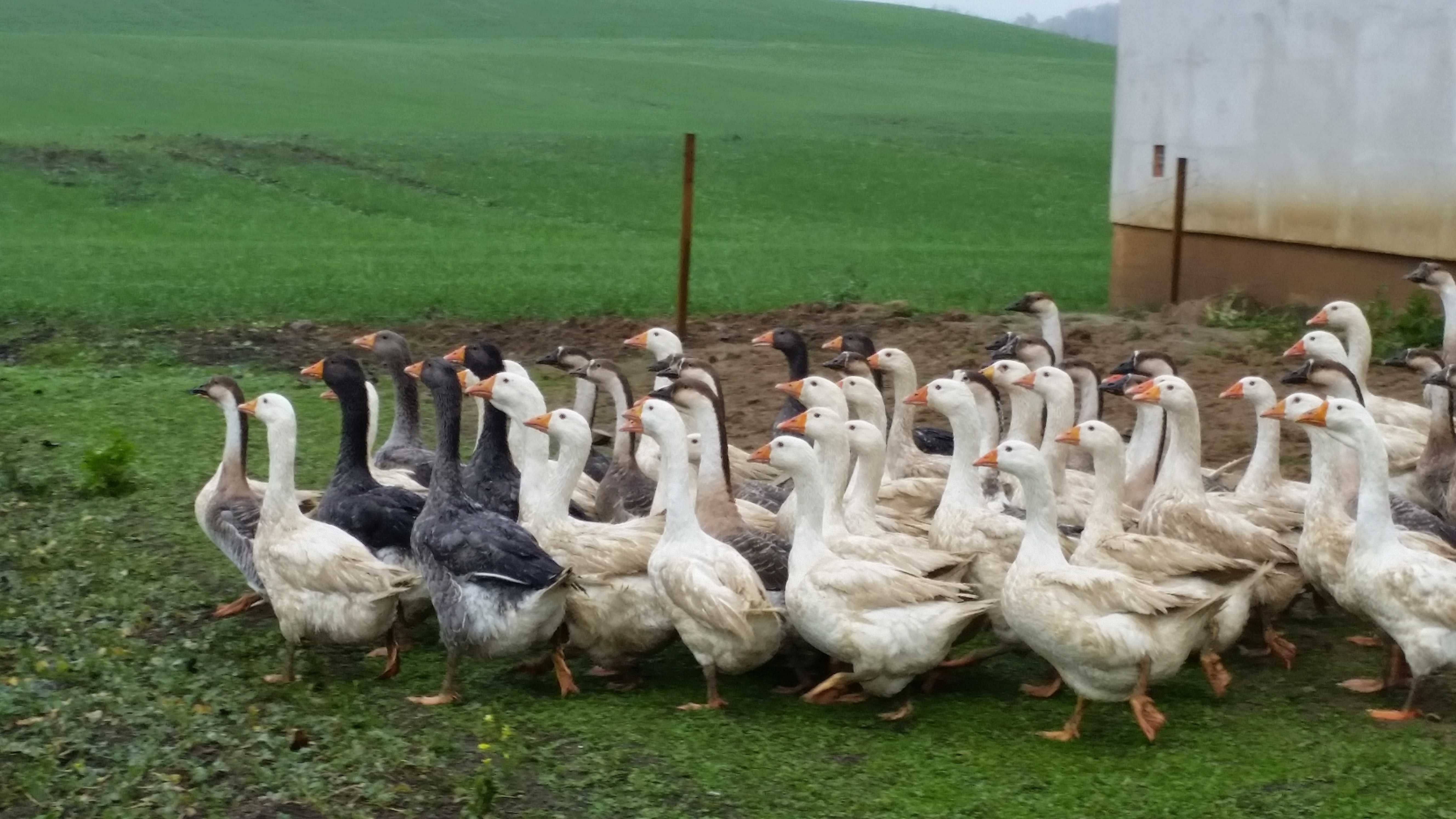 Gęśi pisklętado odchowu różne landes, kołudzka transport na miejsce