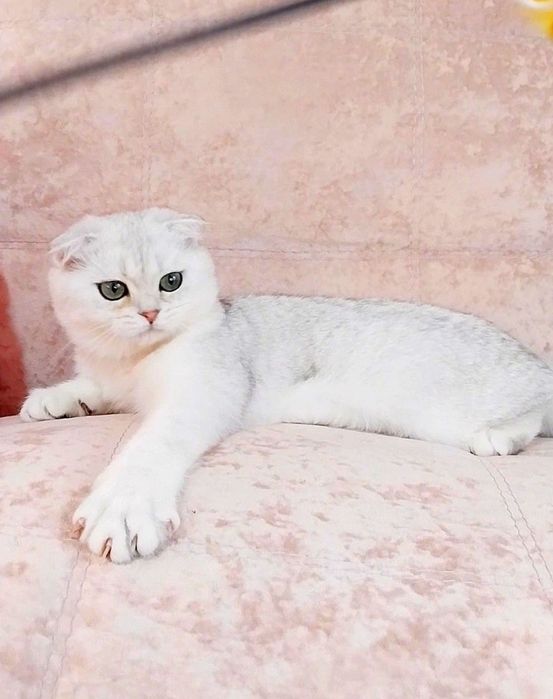 Срібний красунчик хлопчик шиншилка