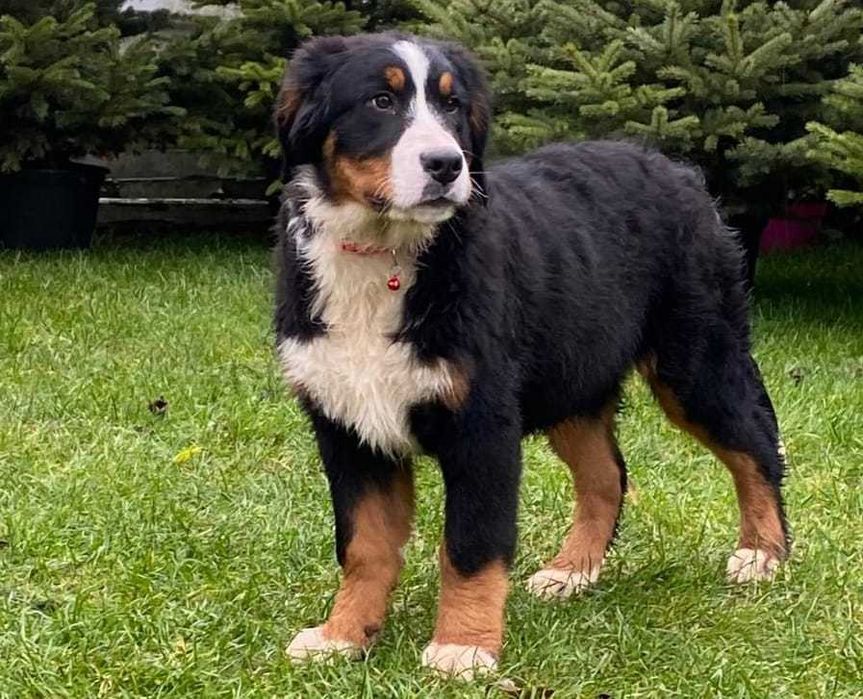 Berneński pies pasterski do odbioru