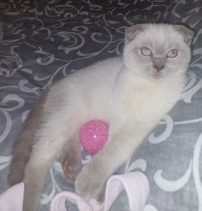 Красивая Девочка Скоттиш фолд. Харьков!