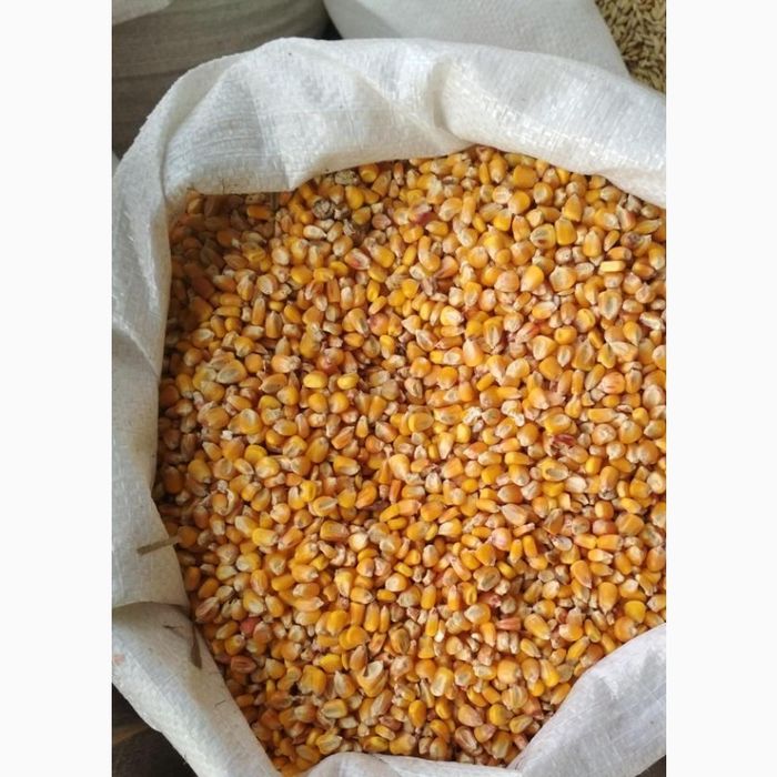 Кукурудза врожай 2025 року