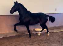 Cavalo   lusitano