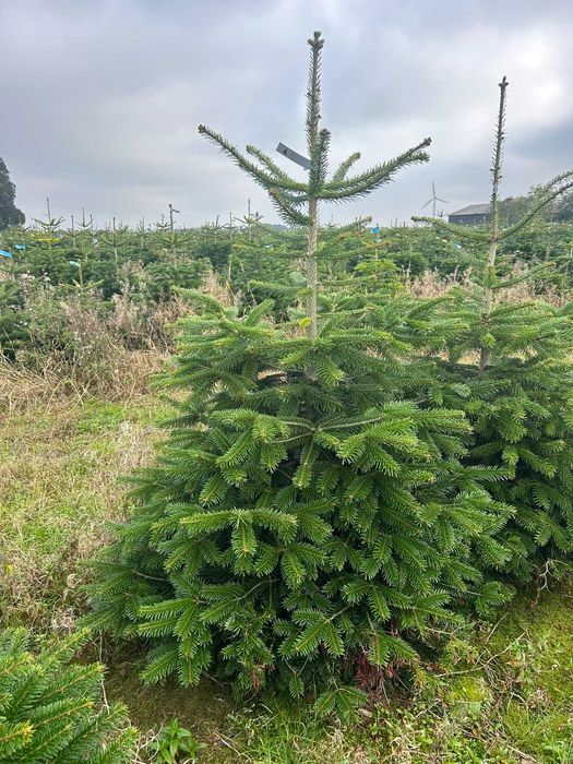 JODŁA KAUKASKA 100 - 220CM ! W Donicy ! Ukorzeniona Z Korzeniem! Jodla