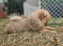 Szpic miniaturowy -Pomeranian puchaty malutki piesek ZKwP FCI