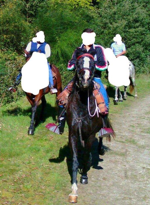 Animais cruzado portugues