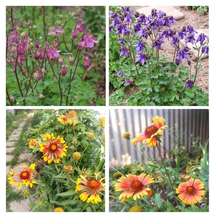 Садовые растения. Почвопокровные. Вечнозелёные. Пестролистные