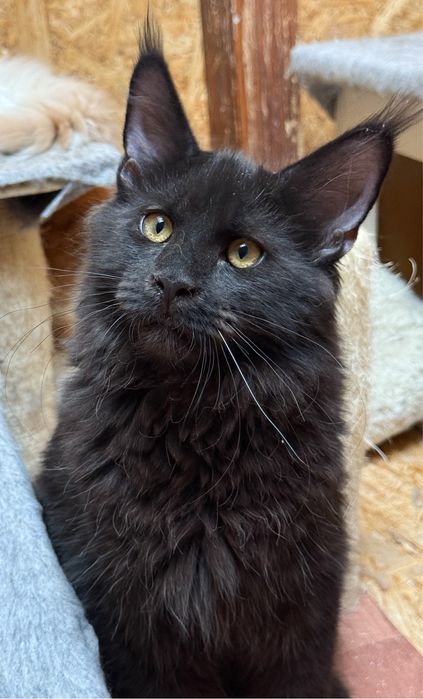 Cudny czarny kocurek Maine Coon