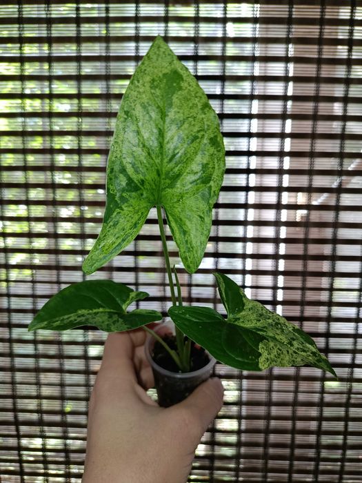 Сингониум набор 200 грн