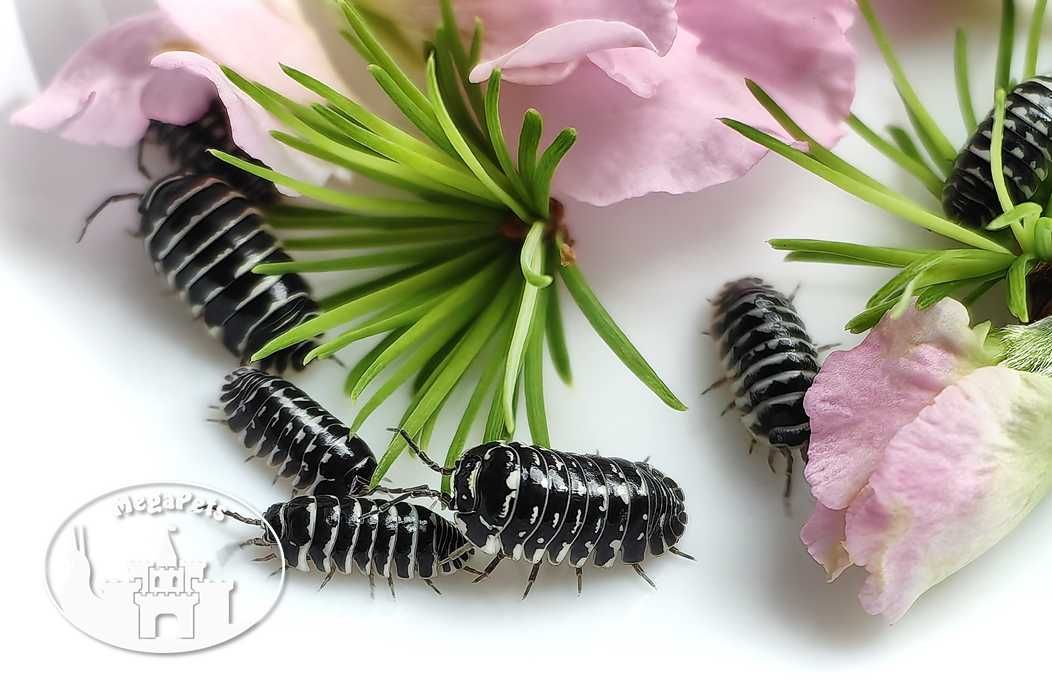 Armadillidium maculatum Stonoga Kulanki Prosionki Skoczogonki Mrówki