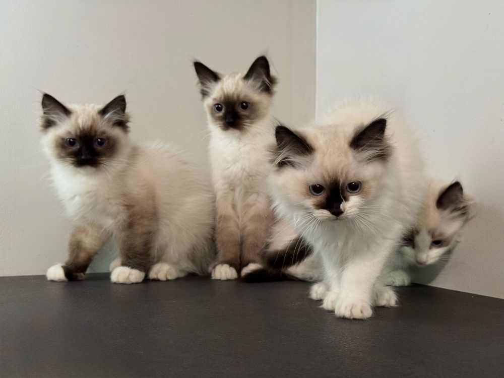 Kot kotka ragdoll kocięta kocurek