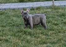 Buldog Francuski