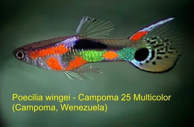 Gupiki Endlera (para) Campoma 25 Multicolor