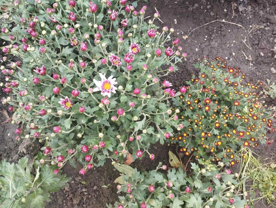Хризантема мульфлора