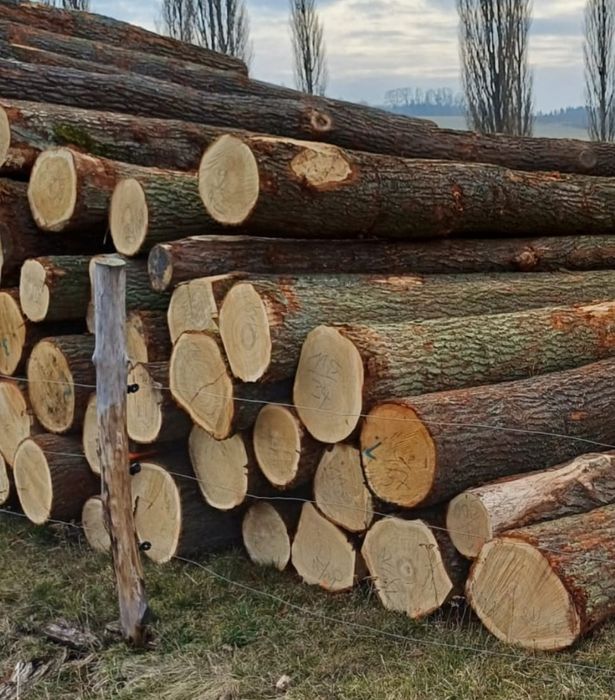 Dąb dlużyca kłoda Cały kraj