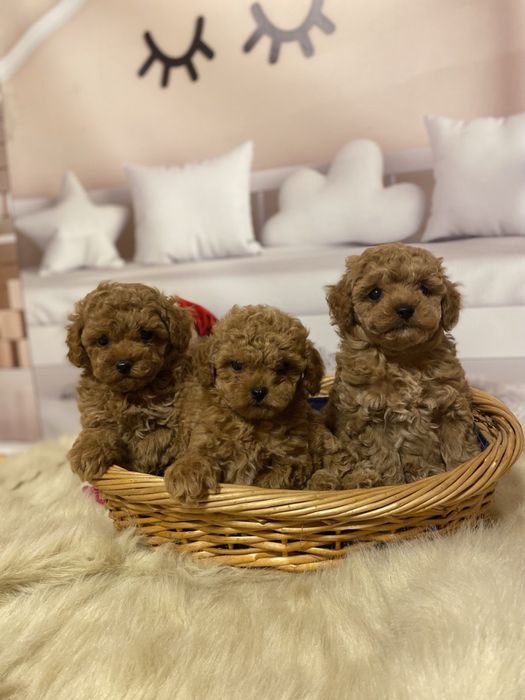 Неймовірні малята той пудель