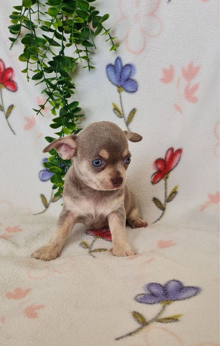 Estupendo mini Lilac Tan Chihuahua/Chiuaua de Qualidade