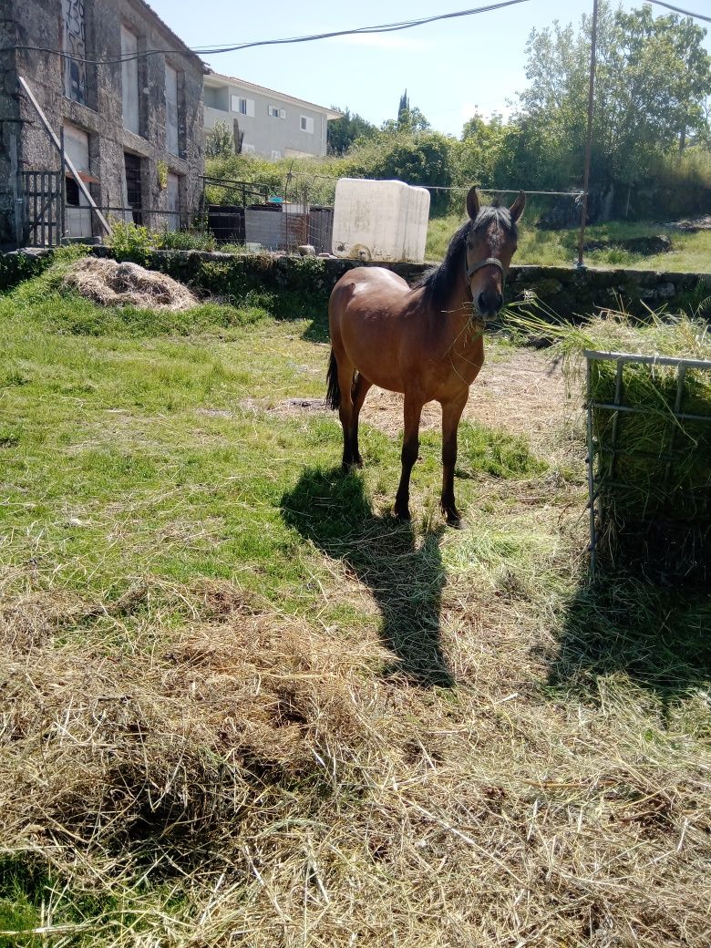 Casal de cavalos garranos