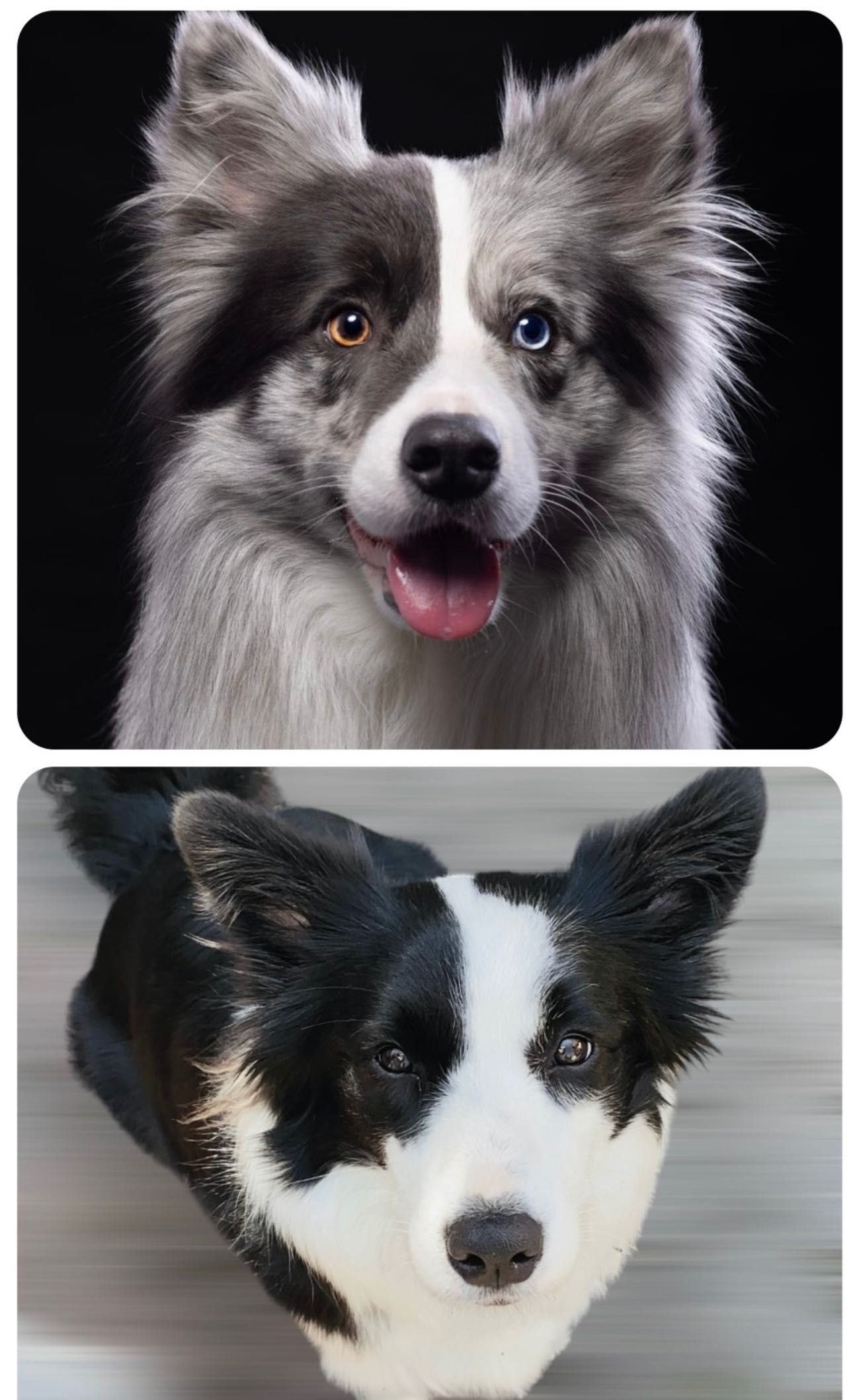 Border Collie ZKwP FCI szczenię czarno biały