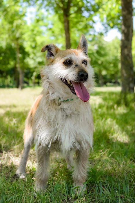 Karmin rudy szorstki piesek do adopcji