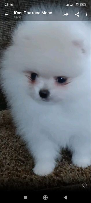 Малесенький померанчик