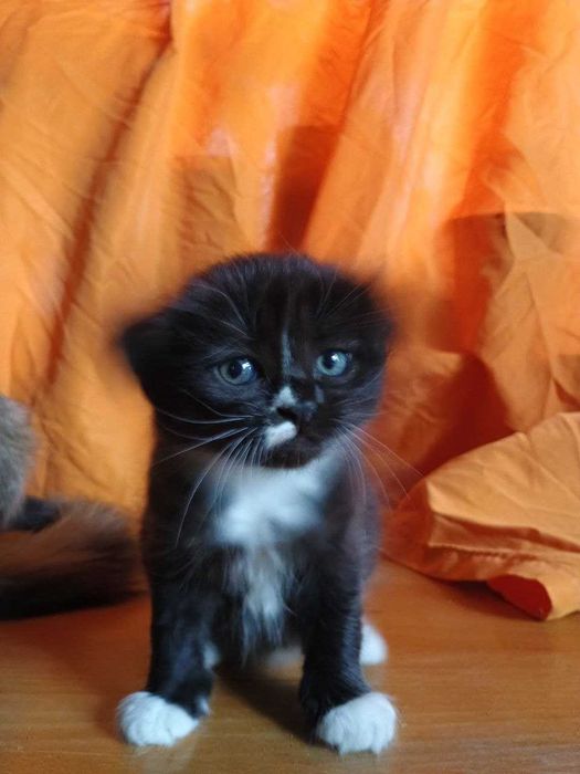 Віддам у добрі руки: чорно-білі кошенята-дівчатка шукають родину!